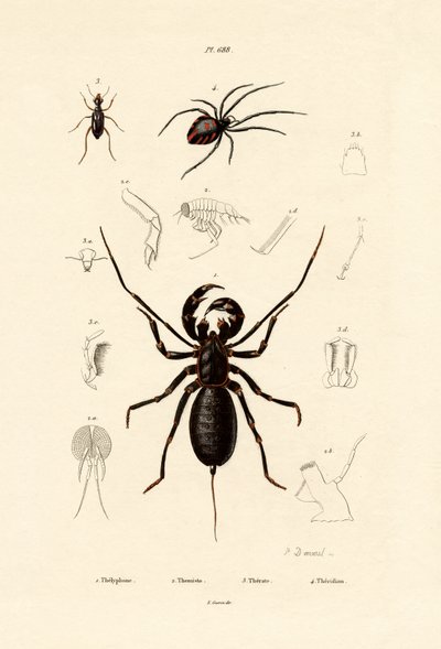 Whip Scorpion by French School